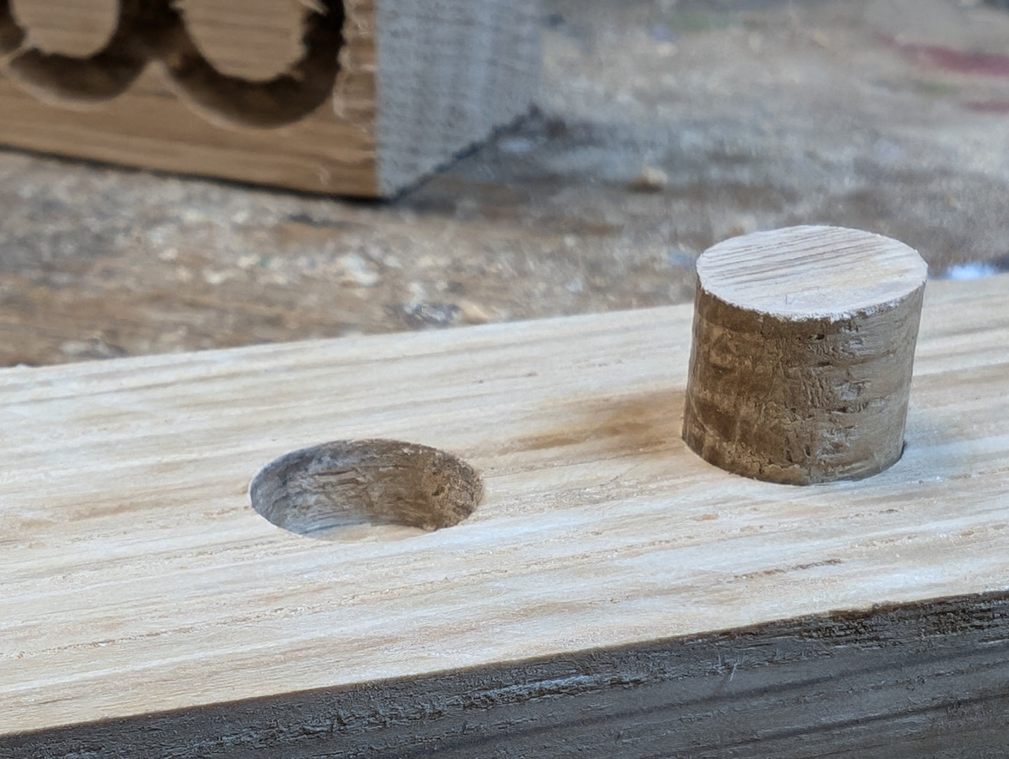 50 loose Oak plugs 12.1mm